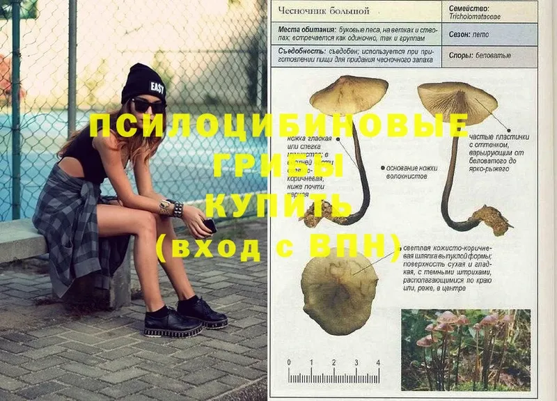 Псилоцибиновые грибы Psilocybine cubensis  Пушкино 