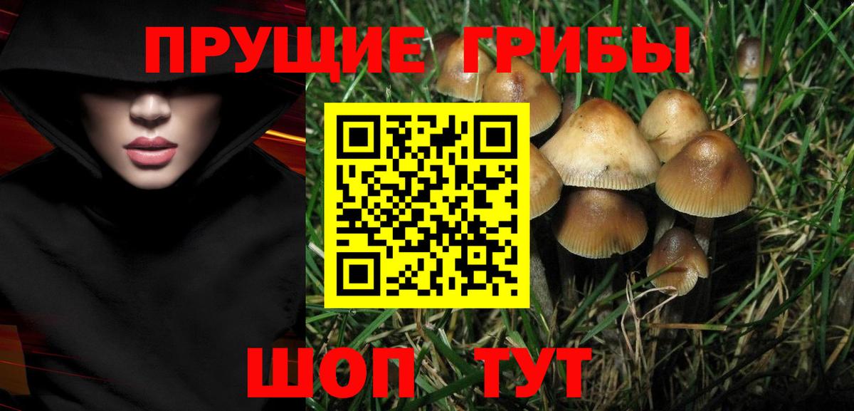 Галлюциногенные грибы MAGIC MUSHROOMS  Пушкино  Псилоцибиновые грибы мицелий 